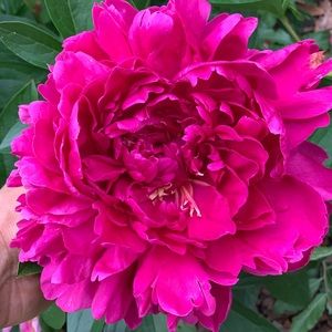 Meet your Posher, Sara